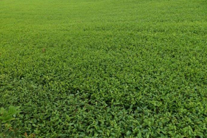 黔东南州茶苗种植技巧种植技巧-一年生茶苗、茶苗种植技巧