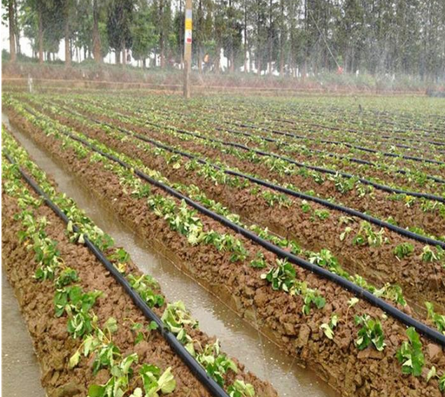 厂家直销农用蔬菜微喷灌溉工具葡萄微喷带规格齐全