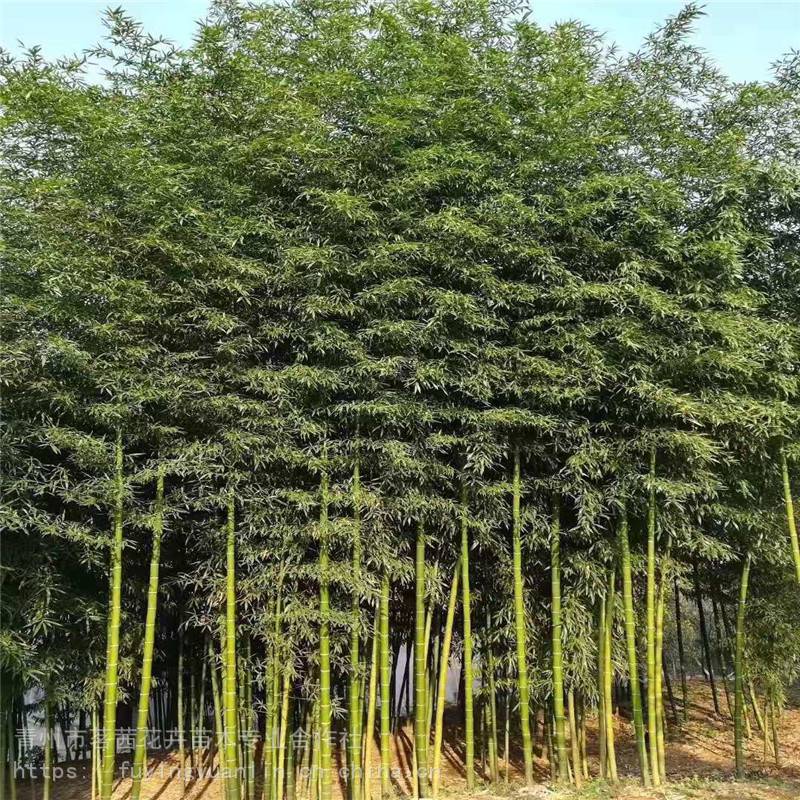 刚竹价格刚竹批发销售刚竹种植