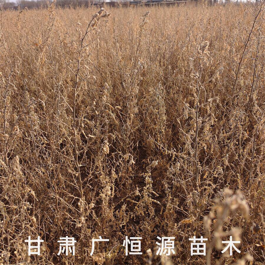 供应砂生槐树苗高度30-70公分自产自销西藏品种