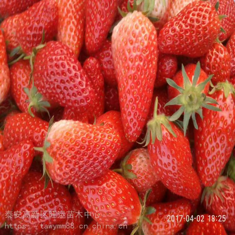 吉林市草莓苗匍匐茎草莓苗价格基地供应
