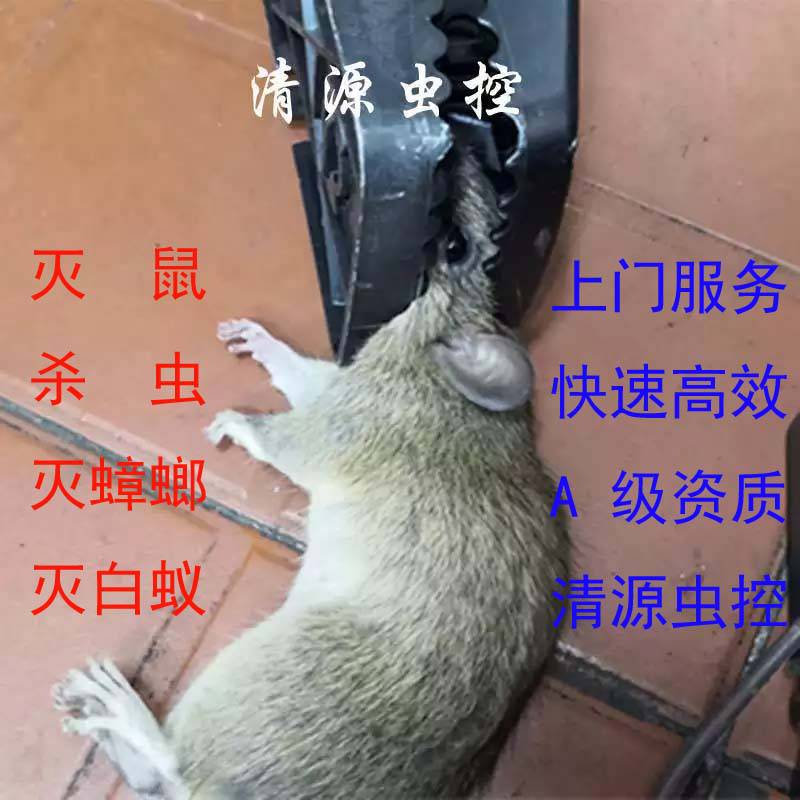 清源虫控本地灭鼠公司客户认可A资质镇江润州大港