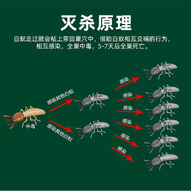 木地板白蟻如何殺滅_白蟻防治方法 滅四害_四害消殺 滅白蟻