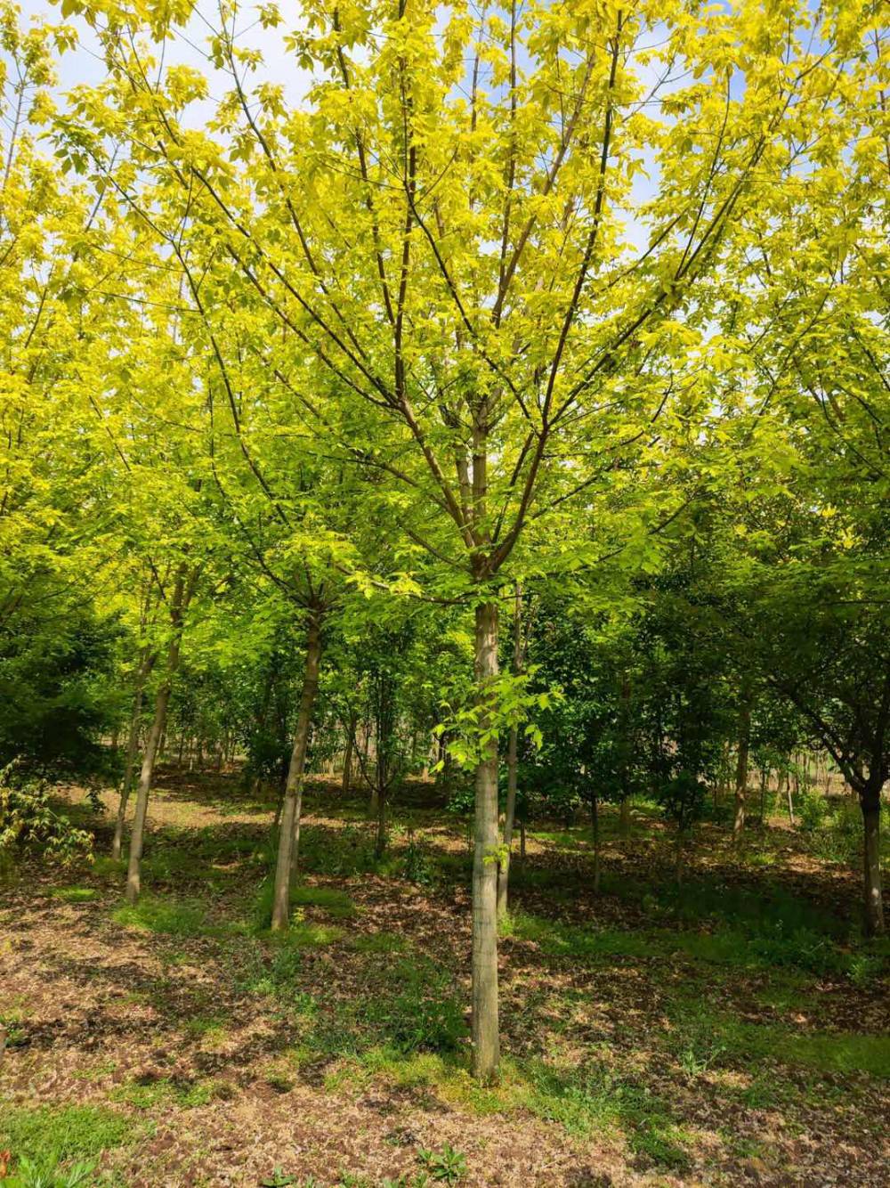 金叶复叶槭图片大全图片