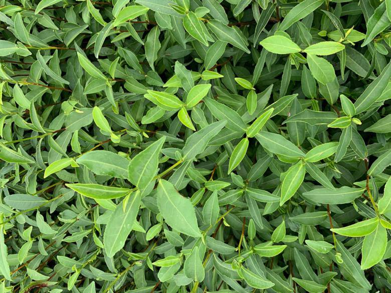 娄底市川茶茶苗厂家直销-白毫早茶苗、川茶茶苗