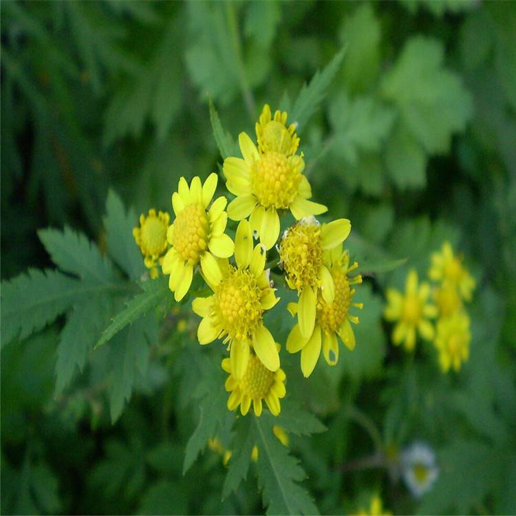 苗圃批發野菊花苗食用泡茶菊花種子山菊花小苗品種齊全