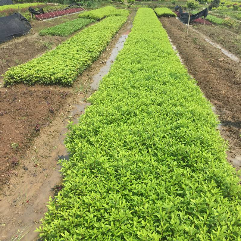 毛杜鹃苗 春鹃小苗 锦绣杜鹃花 庭院绿化用的工程苗木 新叶苗圃报价