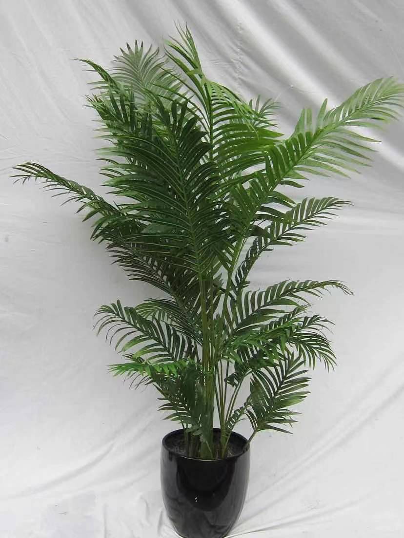 风尾竹盆栽植物客厅室内大型植物盆栽夏威夷袖珍椰子进化空气