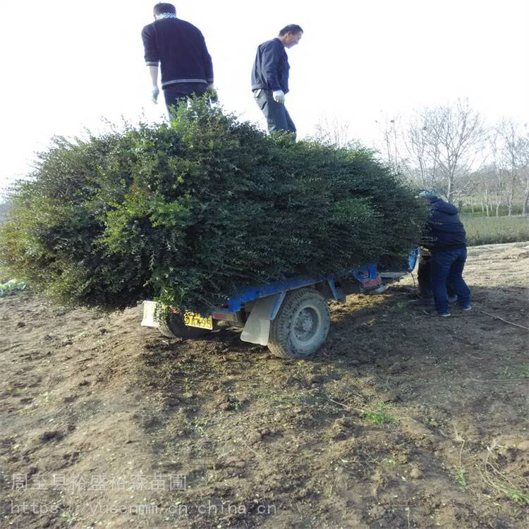 周至苗木草籽大叶黄杨球树苗栽植包成活率刺槐