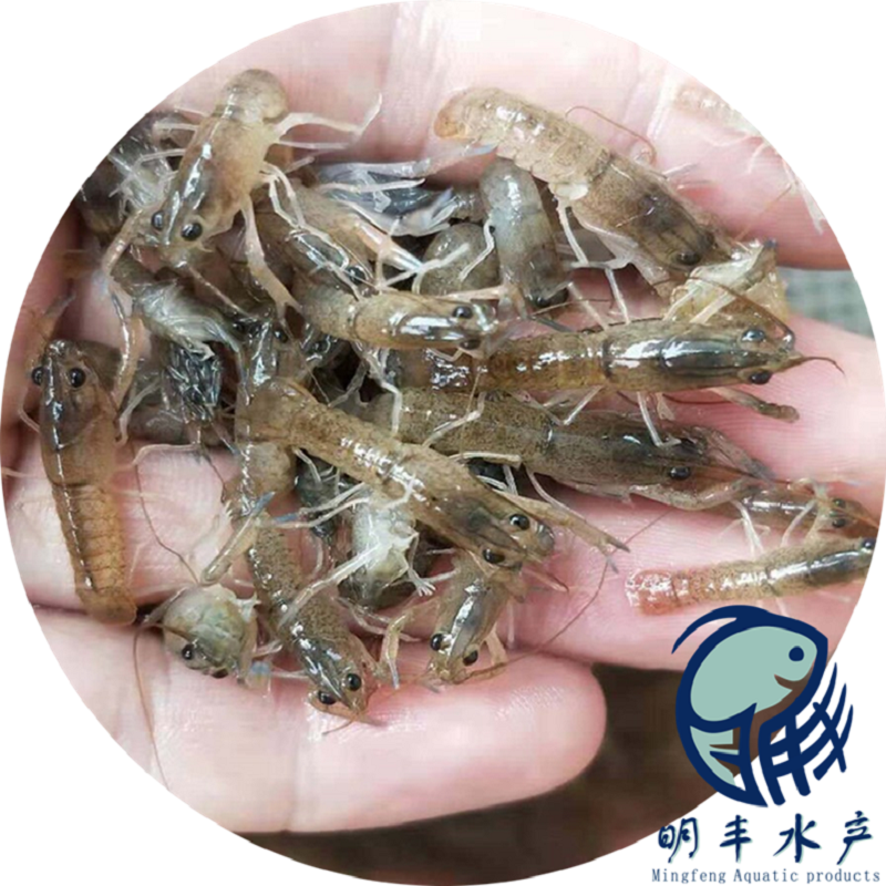 廣州明豐魚塘養(yǎng)澳龍蝦苗10cm淡水澳龍蝦苗生長快澳龍蝦苗現(xiàn)貨