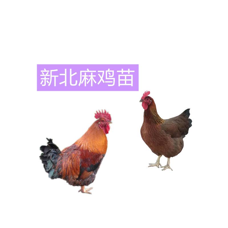 新北麻鸡图片