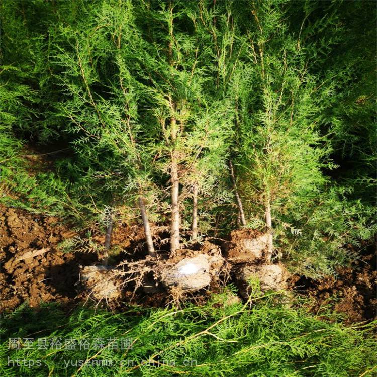 渭南苗木基地紫薇低矮绿化苗木50高度冬青球