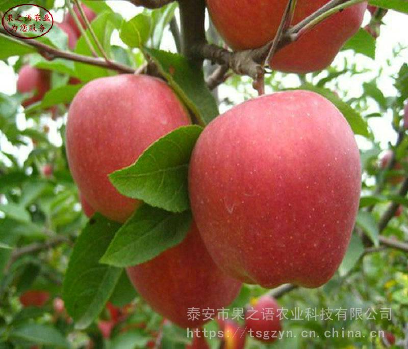 红星苹果树苗价格、红星苹果树苗供应商