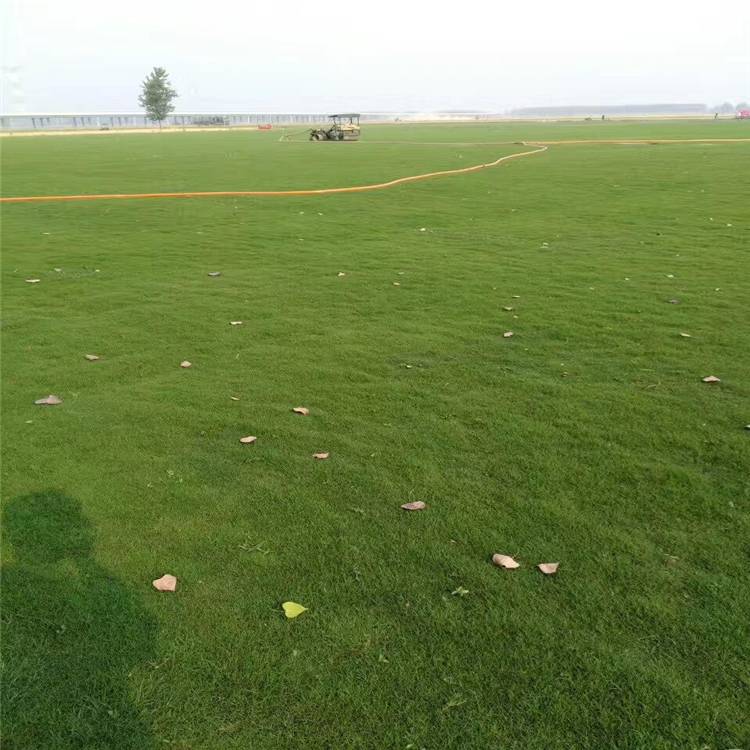 产地直发狗牙根（百慕大）草坪草皮根系发达根量多停机坪运动场草皮城市绿化草坪用草欢迎来电
