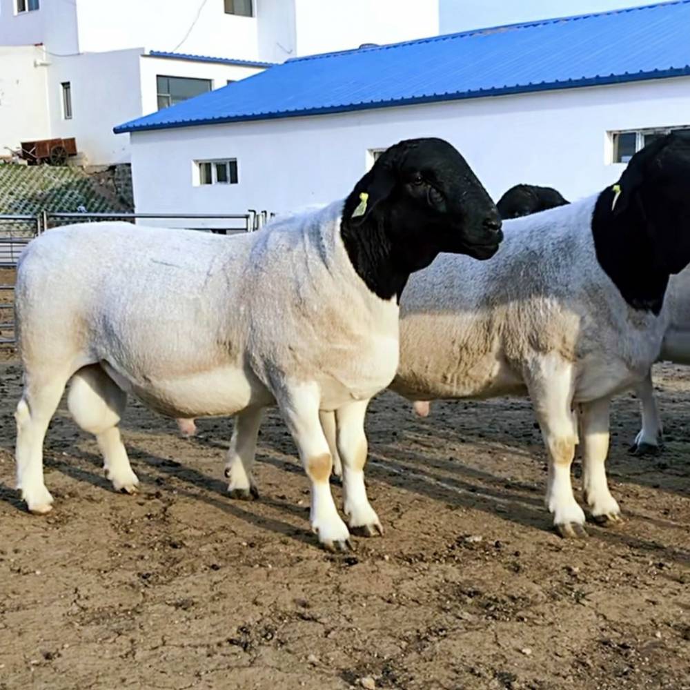 供应澳洲白绵羊青年羊杜泊羊纯种公羊黑头杜波羊3
