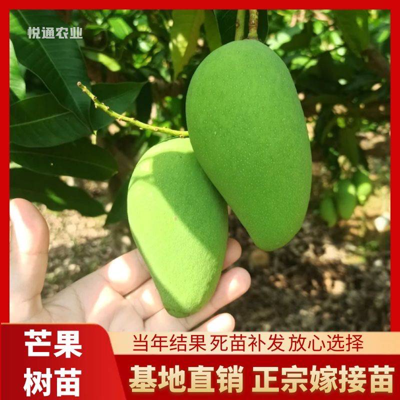 芒果树苗嫁接果树苗金煌贵妃台农凯特四季芒果苗南方种植地栽