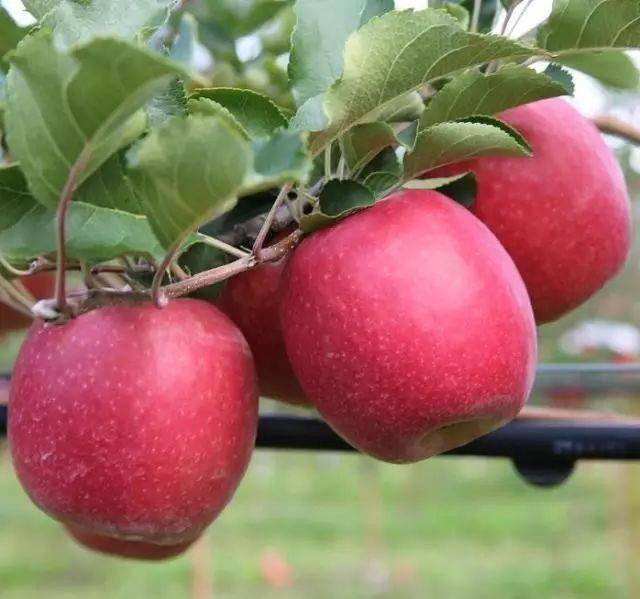 富藤苹果苗新报价 富藤苹果苗多少钱