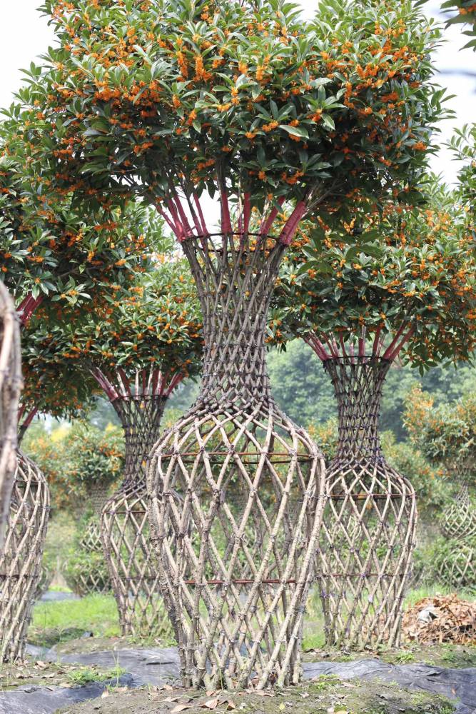 北美海棠花瓶 园林造型景观 花瓶 编艺植物 园林工程 景观绿化