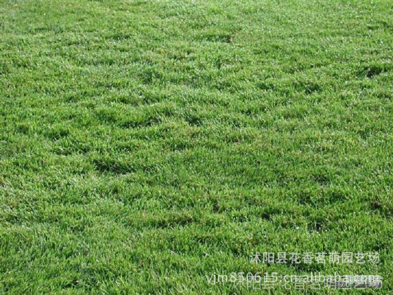 无中间商进口 四季青护坡草坪种子 庭院工程厂区专用草种