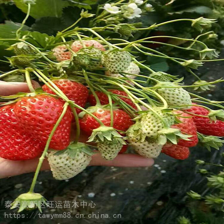石嘴山市生产草莓苗美香砂草莓苗草产量高