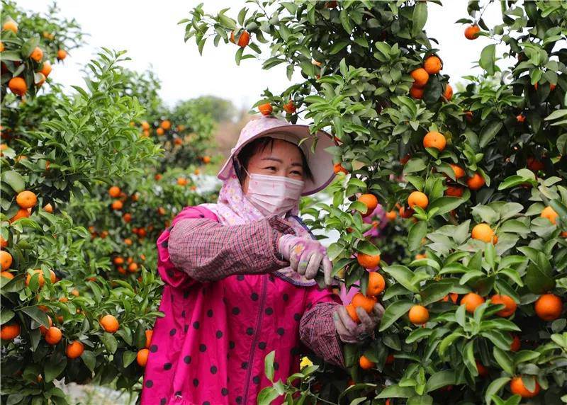 果树柑橘保花保果提高座果率砂糖橘保花保果提高座果率