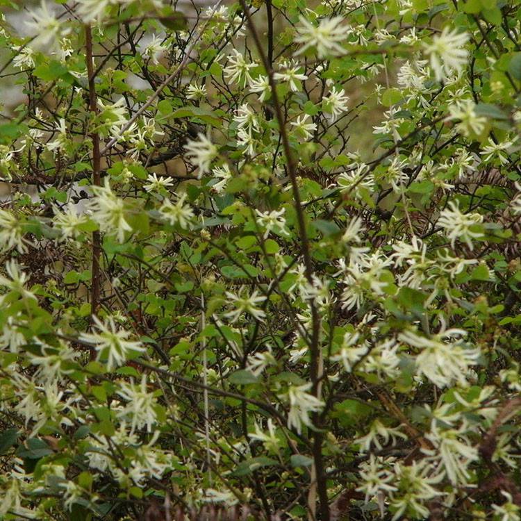 批发金银花盆栽树苗 阳台庭院爬墙树桩树金银花苗攀援植物