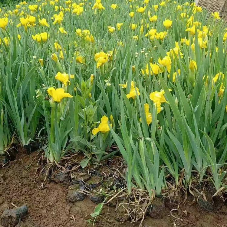 山东黄花鸢尾小苗直供 黄菖蒲湿地种植施工 净化水质