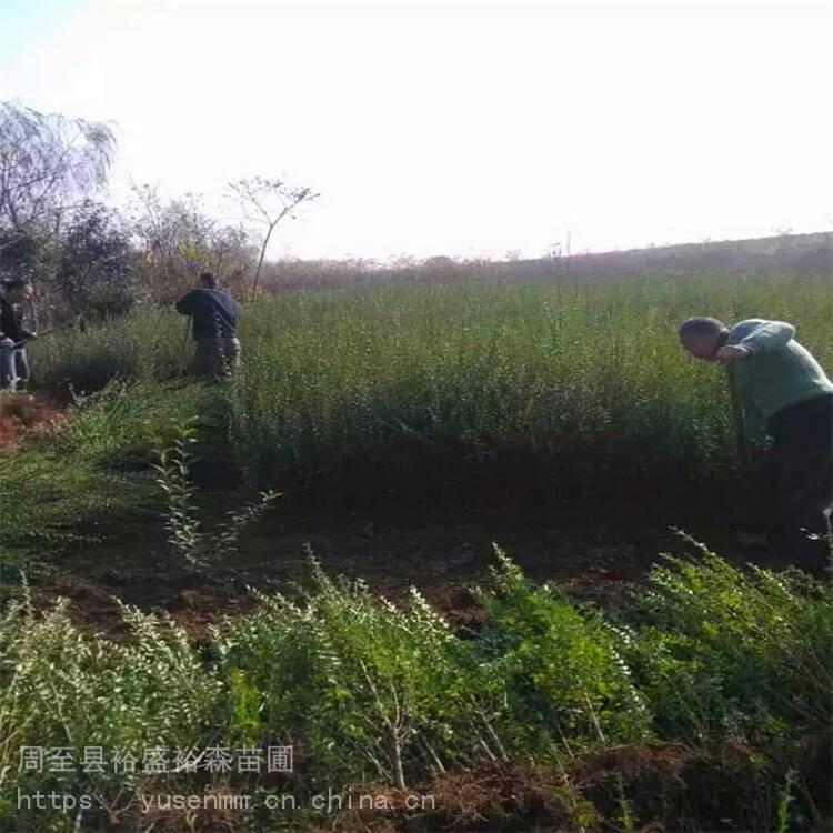 商洛苗木单位紫薇绿篱一平方多少棵玫瑰