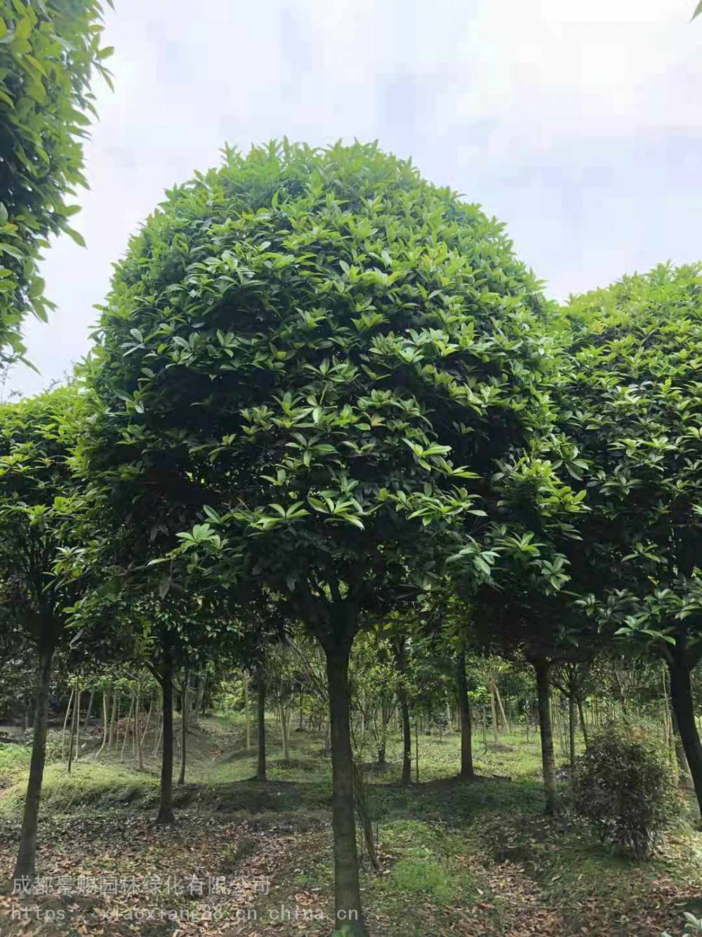 单枝的桂花树基地现货米径10-15公分的桂花树量大供应