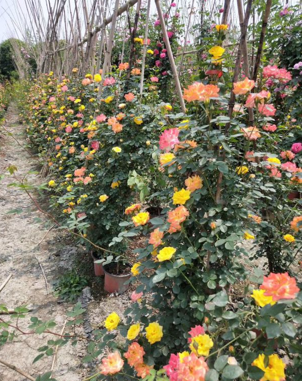 四川成都藤本月季安吉拉,月季,藤本植物大量供應