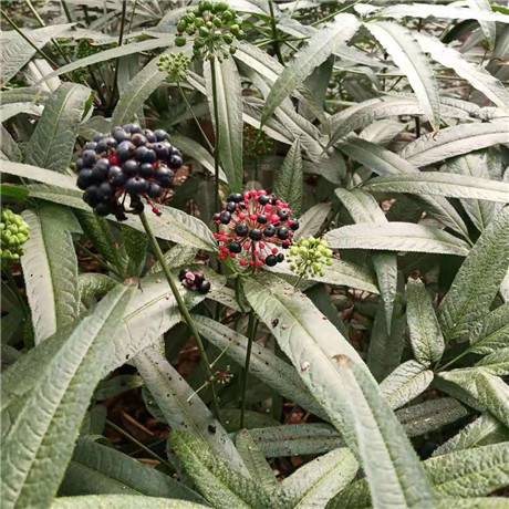 雲南澄江七葉一枝花種植基地值錢的藥材品種