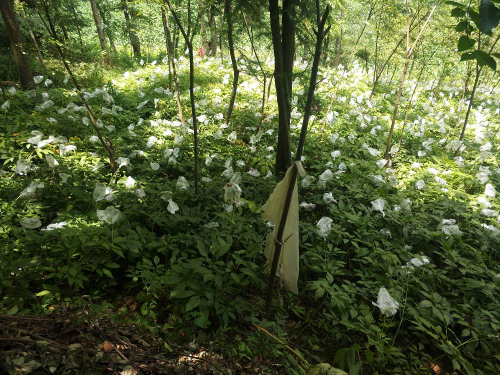 竹节参苗子图片