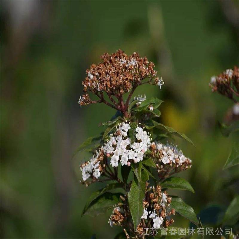 地中海荚基地种植品优价廉