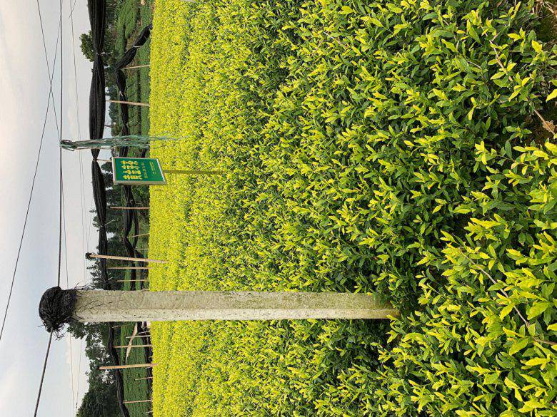 镇江市绿茶茶苗市场走向-名选131茶苗、绿茶茶苗