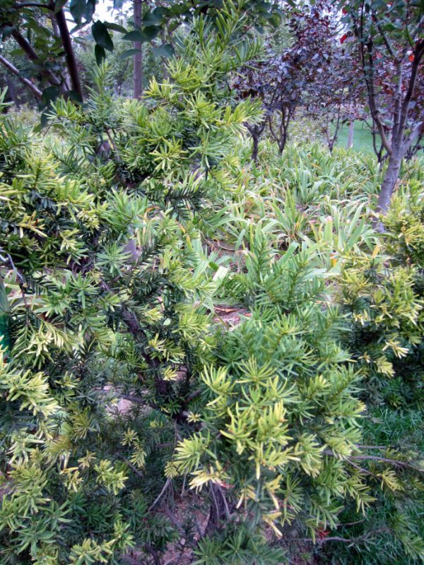 四川大量批發紫杉又名紅豆杉,由於它生長著與紅豆一樣的果實