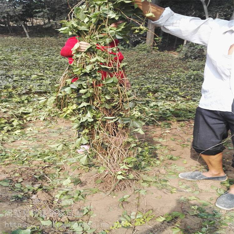 海北爬山虎五叶地锦庭院房子爬藤植物q23