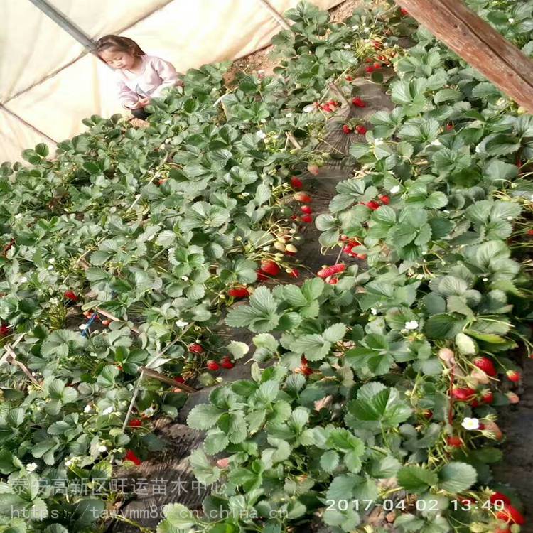 赤峰市石莓7号草莓苗达赛草莓苗种植优点