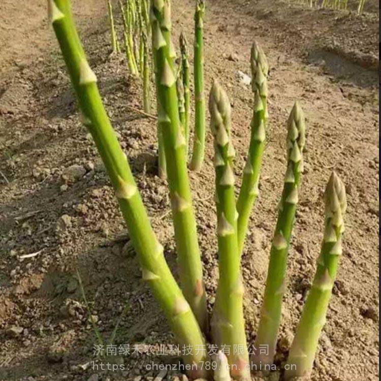 芦笋种苗种籽格紫笋四季种植高产耐重茬春秋采栽基地直供