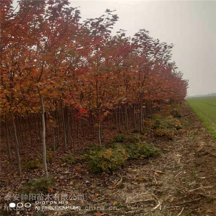 美国红枫 农户自销 批发种植户 培育基地 10-15公分美国红枫