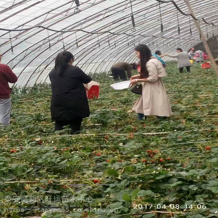 贵港市草莓苗匍匐茎草莓苗价格基地供应
