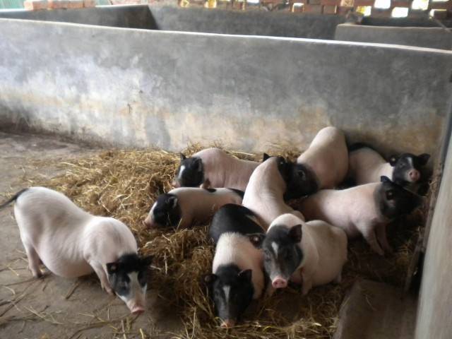 尼泊尔香猪苗图片