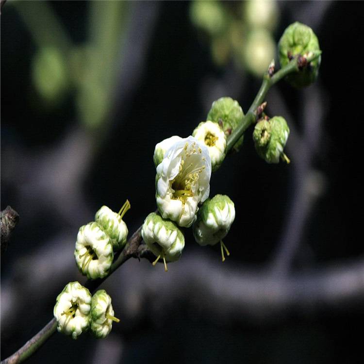 供应绿萼梅绿萼梅苗苗圃基地各种植物绿化树