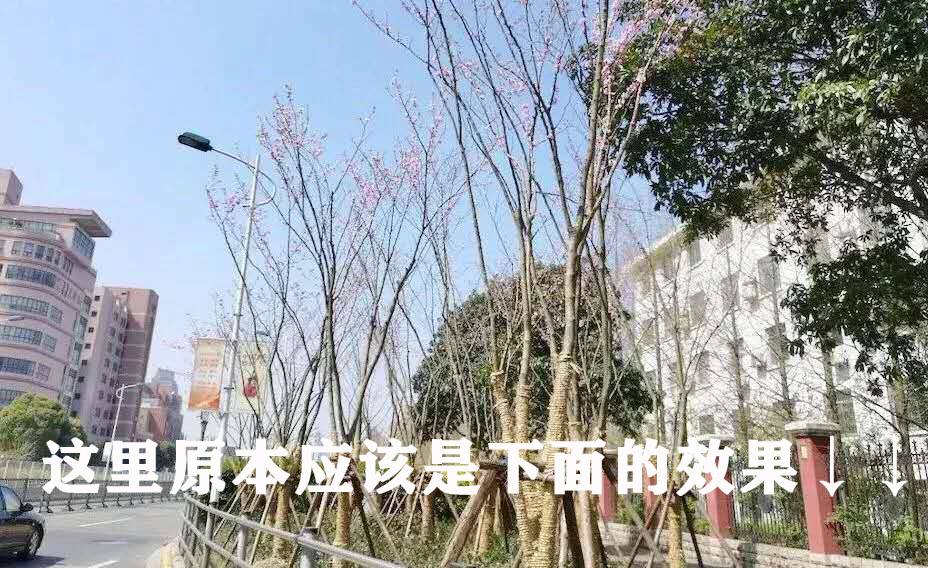 红花大乔木 ‘四季春1号’紫荆树图片