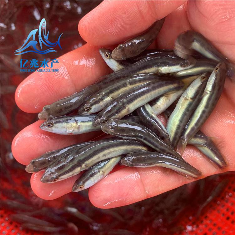 農(nóng)業(yè)養(yǎng)殖淡水生魚苗億兆體型靚烏鱧生長快生魚苗大量出售