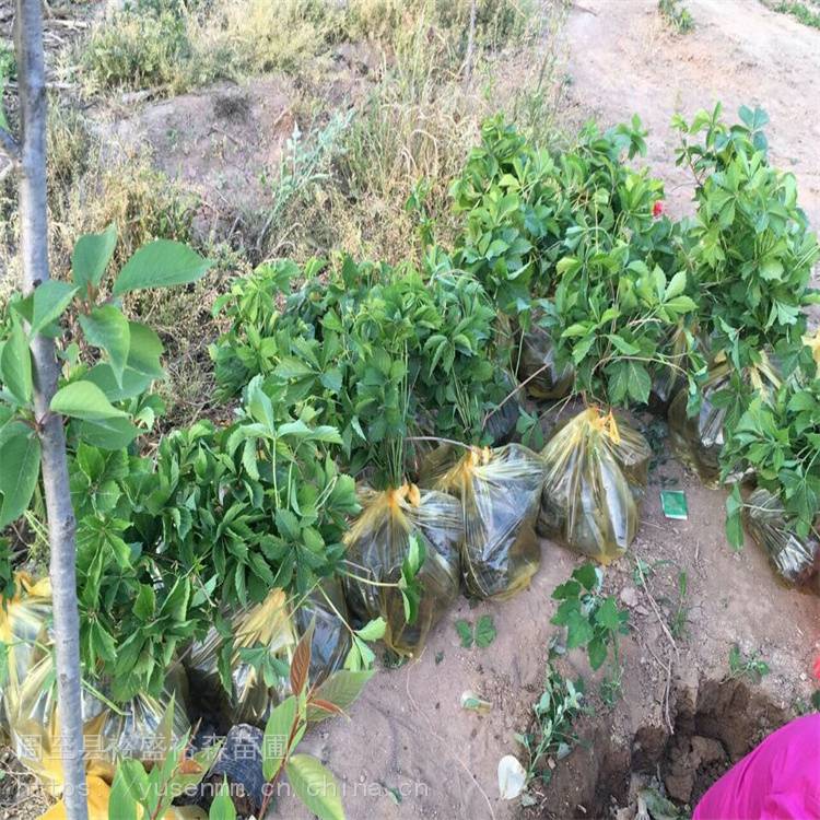 阳泉自种爬墙虎屋顶爬藤植物树苗爬山虎05号