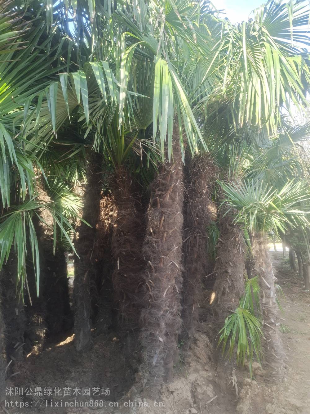 景观植物棕榈树1-1-2-3-4-5苏北苗木基地耐寒耐盐碱