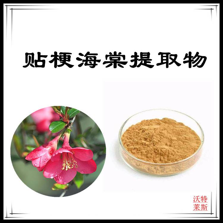 贴梗海棠提取物10:1 速溶粉 食品级原料 沃特莱斯生物 棕黄色粉末