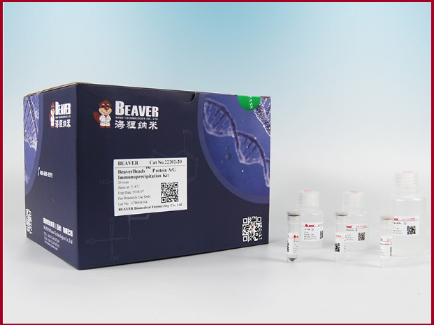 ProteinA/G免疫沉淀试剂盒海狸Beaver20次反应