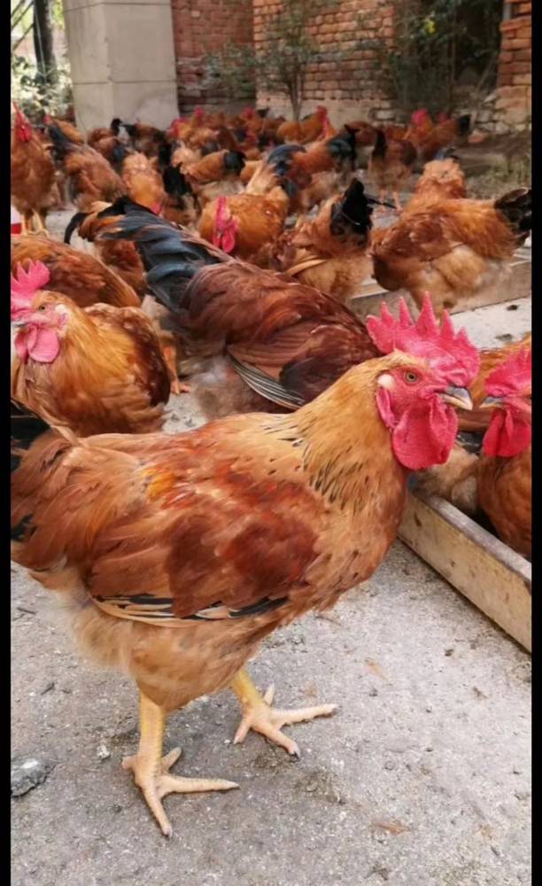 塘厦田心市场鸡图片