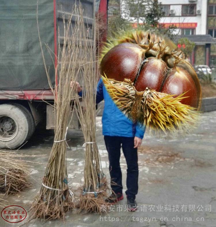 嫁接九家种板栗苗图片、嫁接九家种板栗苗哪里的正宗